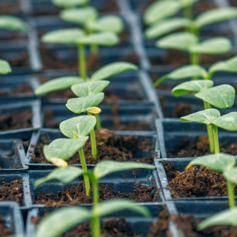 Cucumber Sprouts Greenhouse, Potted Cucumber. Sprouted Cucumber. Spring Seedlings.